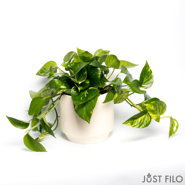 6" Pothos (We don’t ship plants -Delivery is only available in Santa Monica)