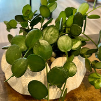 Petal Cement Pot