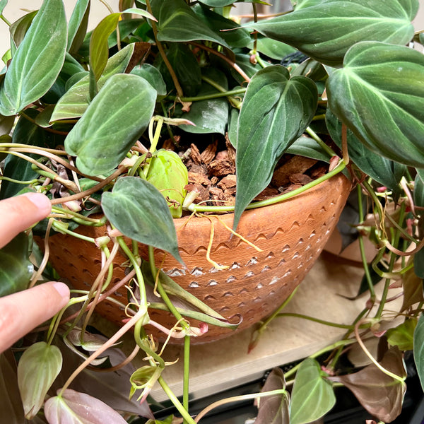 Just Filo Plant Care Service - Only in Santa Monica, California (Check the map)