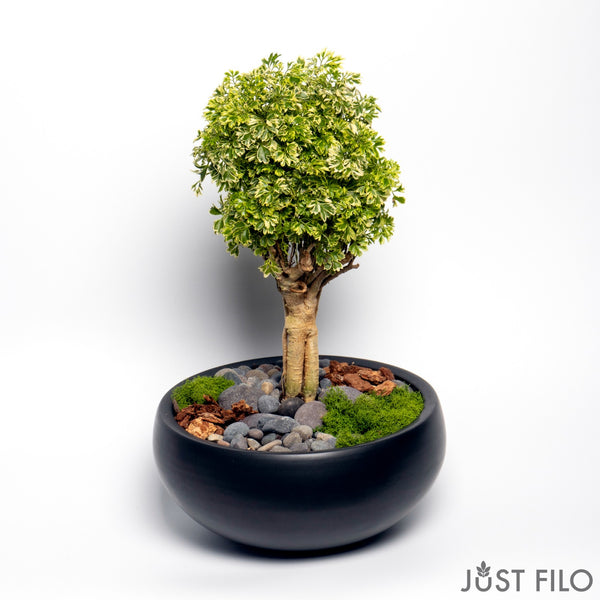 ming tree bonsai Aralia Ming Gold Mini Bonsai in Brown Bowl 8 Inches – Just Filo