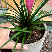 Just Filo Plant Care Service - Only in Santa Monica, California (Check the map)