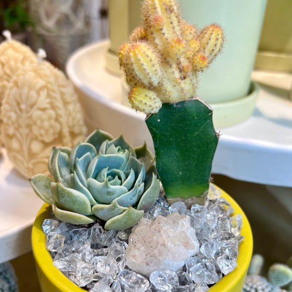 Moon Cactus with Succulent in Yellow Pot with Clear Quartz inside
