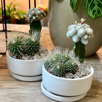 Cactus and Succulent arrangement