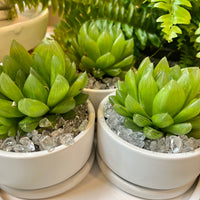 Green Haworthia Cooperi Succulent in White Pot