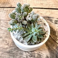 Cactus and Succulent arrangement