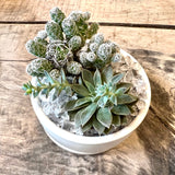 Cactus and Succulent arrangement