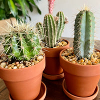 Set of 3 Cacti potted in 4" Terra cotta Pots with Saucer