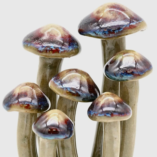 Cluster of Mushroom