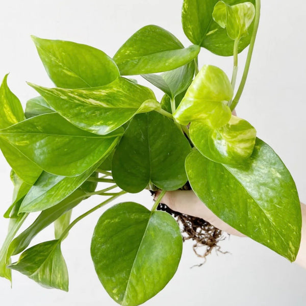 6" Pothos