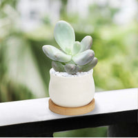 White Planter 2.5" with Bamboo Base with Succulent and Cacti