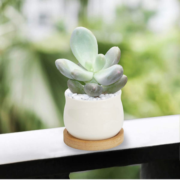 White Planter 2.5" with Bamboo Base with Succulent and Cacti
