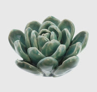 Ceramic Succulent