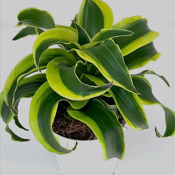 Dracaena Twister 6"