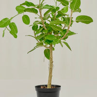 Audrey Ficus - Buddha Tree