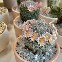 Mammillaria Cactus in Blush Pot