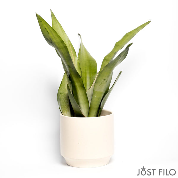 6" Sansevieria - Snake Plant (we don’t ship Plants - Delivery is only available in Santa Monica)