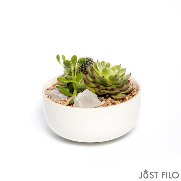 Succulents and Cactus Arrangement with Crystals in Off White Bowl 6"