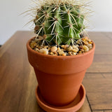 Set of 3 Cacti potted in 4" Terra cotta Pots with Saucer