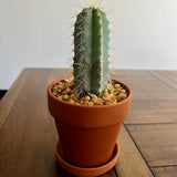 Set of 3 Cacti potted in 4" Terra cotta Pots with Saucer