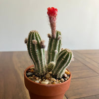 Set of 3 Cacti potted in 4" Terra cotta Pots with Saucer